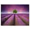 Designart - Stunning Lavender Field Summer Sunset With Tree - Farmhouse Canvas Wall Art Print
